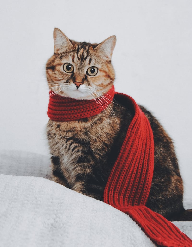 Scarf Revamp